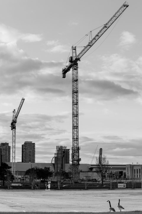 Two Cranes And Two Geese