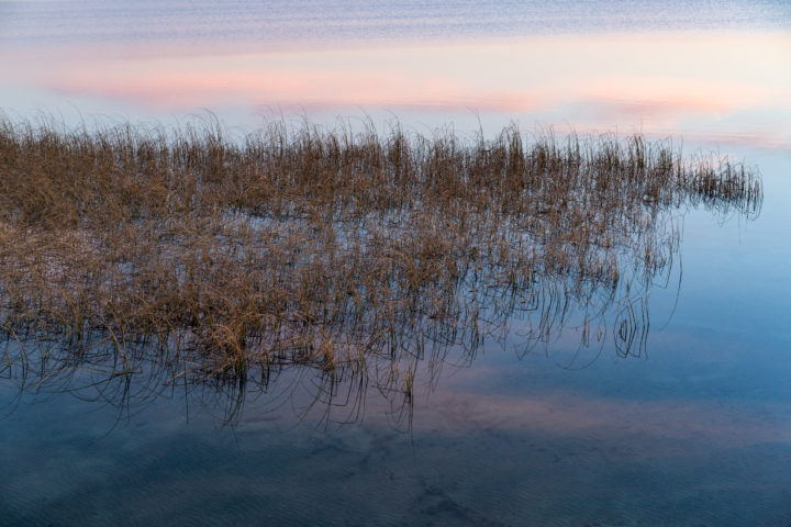 Grass On The Shore