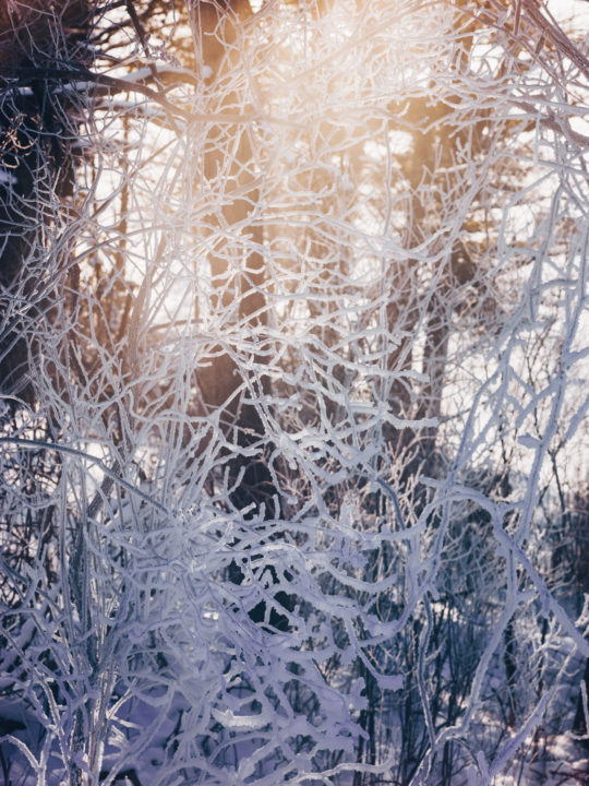 Frosty Twigs