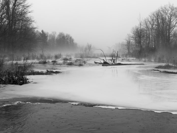 Ice and Trees in the Fog