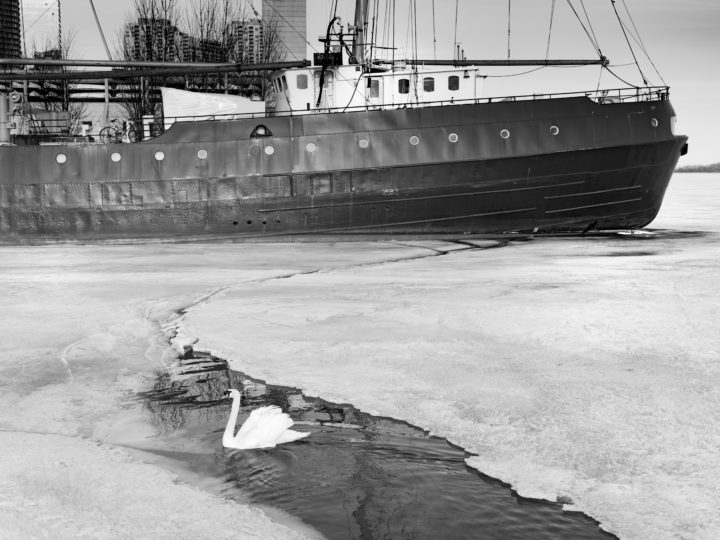 Swan And Tallship