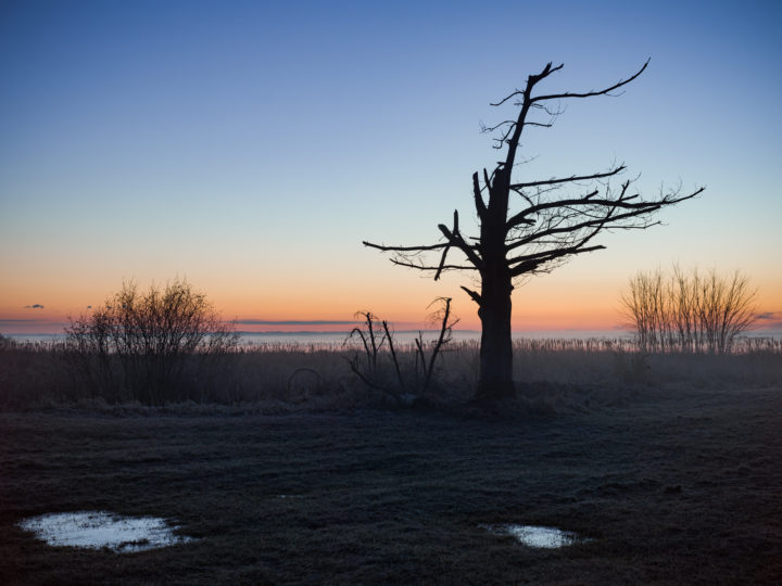 Silhouette Of Tree Before Dawn
