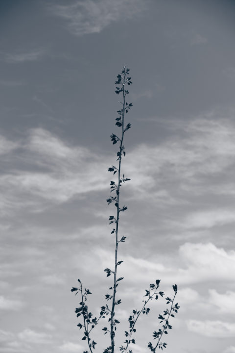 Growth