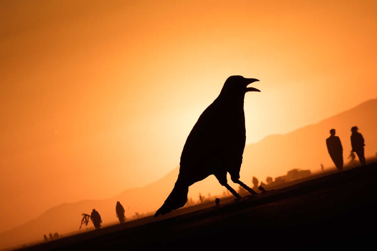 Giant Crows (the scale is all wrong here. there are 4 crows here and they are huge)