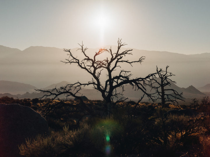 Dead Tree At Lone Pine