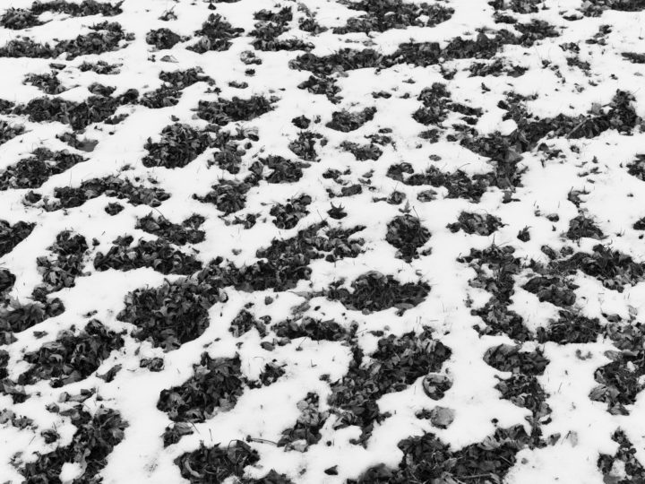 Apophenia