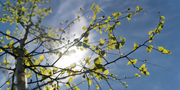 Looking Up At New Leaves