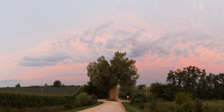 Tree In The Middle Of The Road