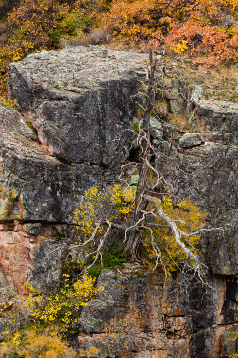Dead Tree At Black Canyon Of The Gunnison