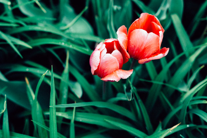 Tulips And Grass