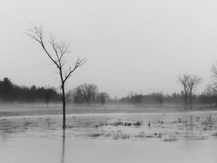 Tree And Goose