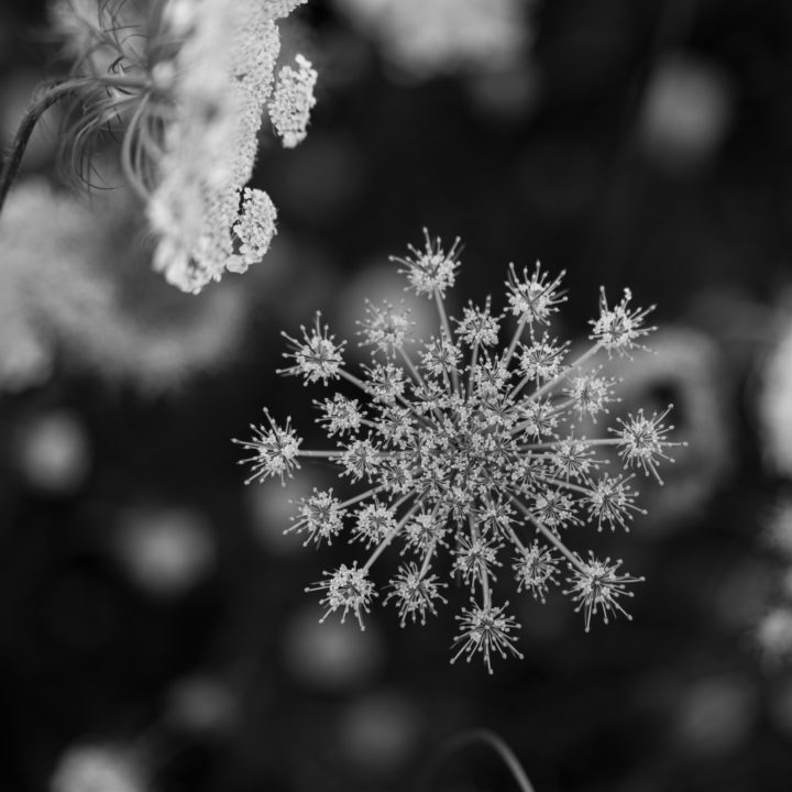 Flower Burst