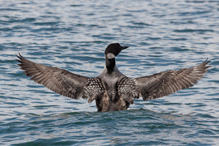 Common Loon Wings