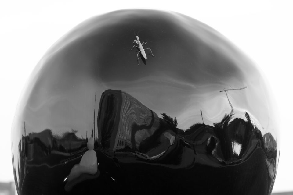 Praying Mantis On Sphere