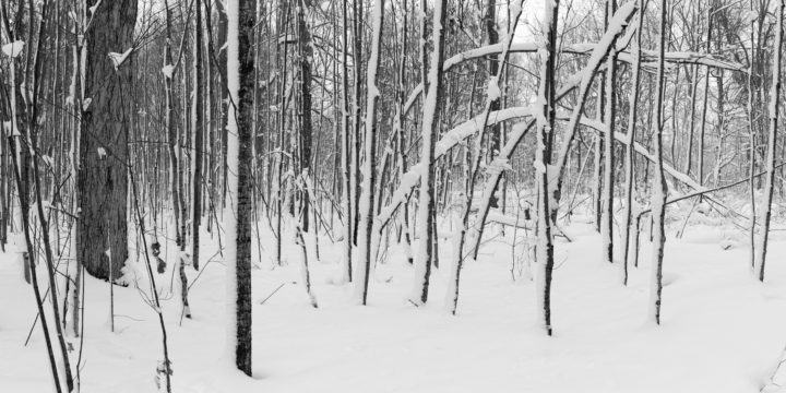 Bent Trees In The Snow