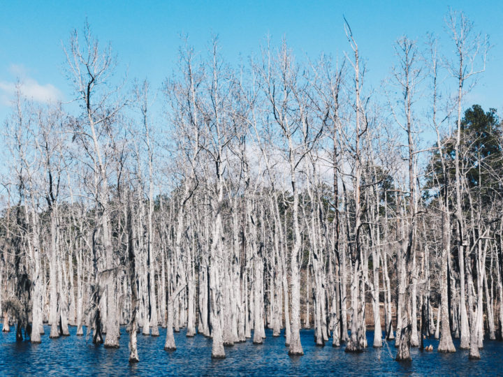 Trees In A Pond