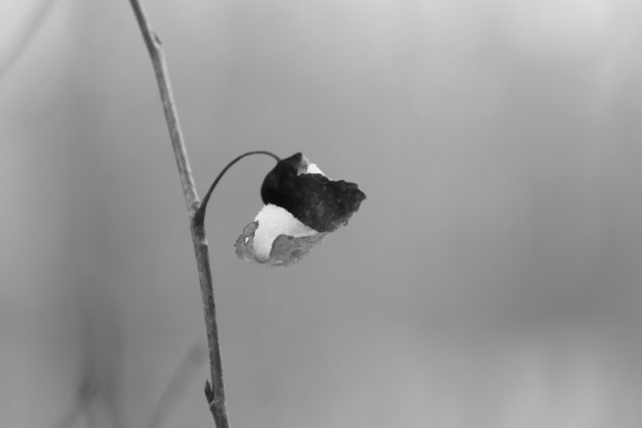 Tiny Leaf Holding Snow