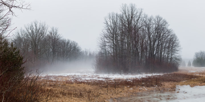 Fog And Leafless Trees