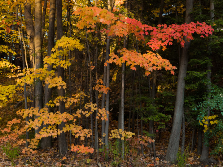Fall Color At Smugglers Cove
