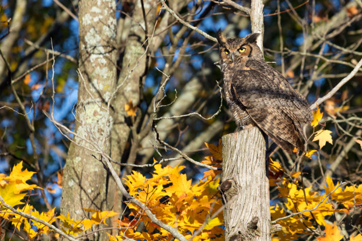 Great Horned Owl