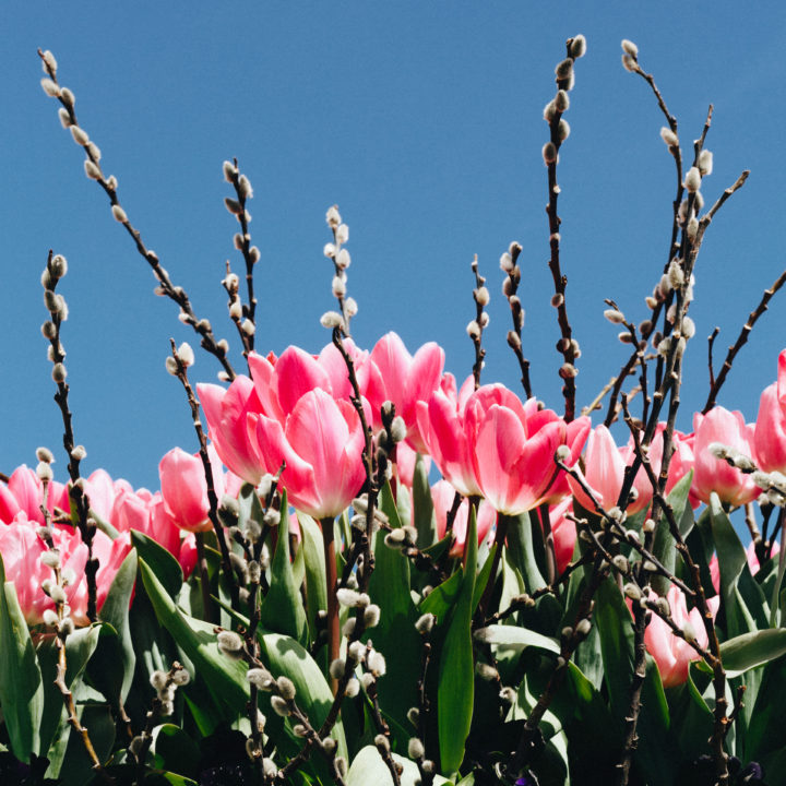 Tulips And Pussy Willows