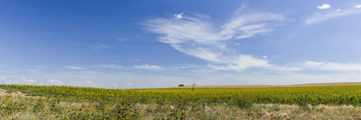 Field Of Sunflowers And Broken Windmill