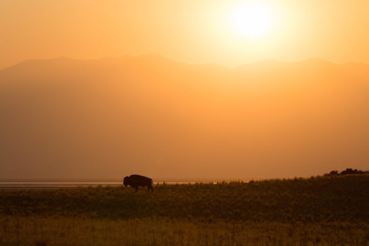 Bison Sunrise