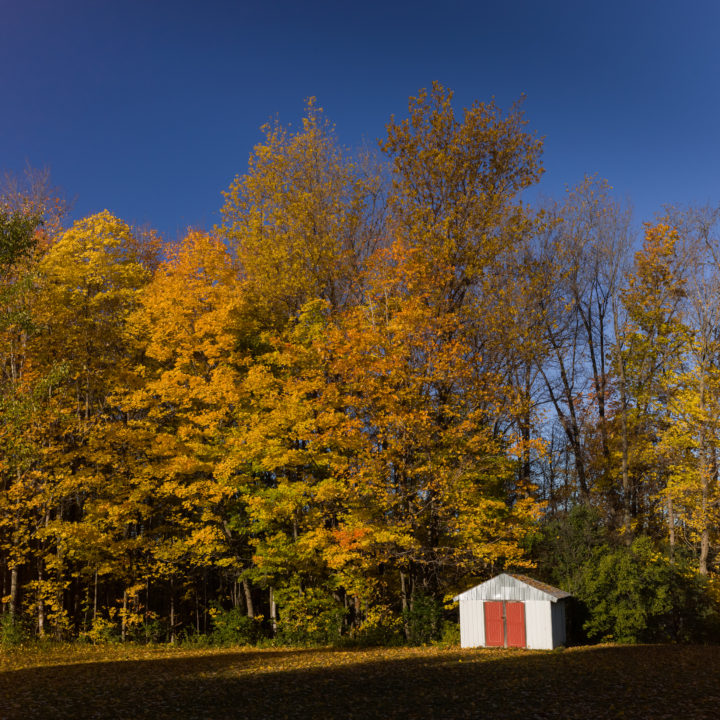 Shed And Fall Color