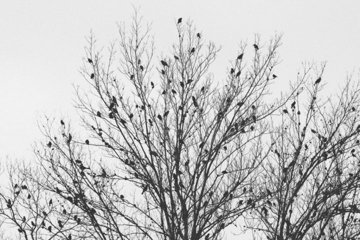 Blackbirds In A Tree