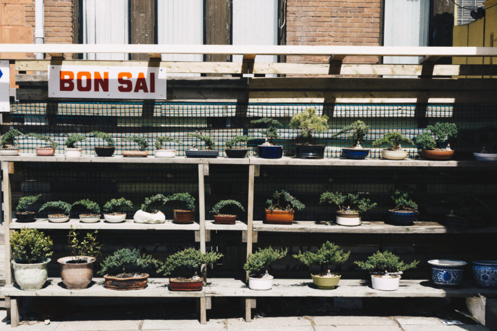 Bonsai