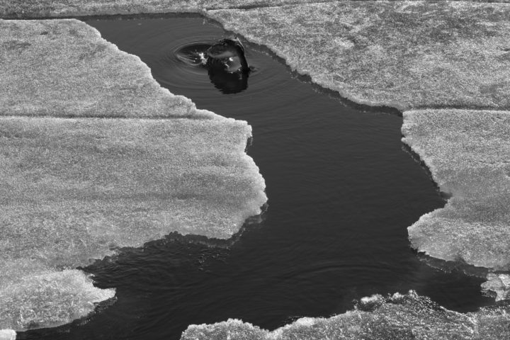 Diving Bird And Gap In The Ice