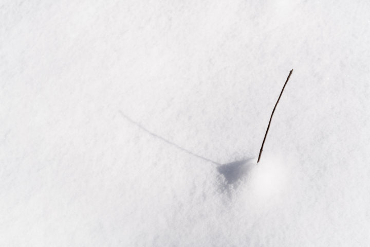 Twig In The Snow