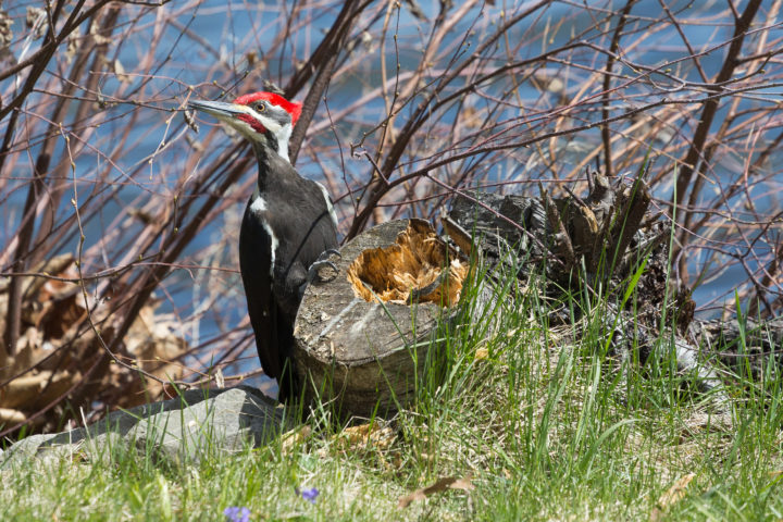 Woodpecker
