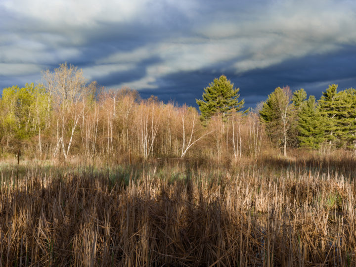 Dark Sky And Forest