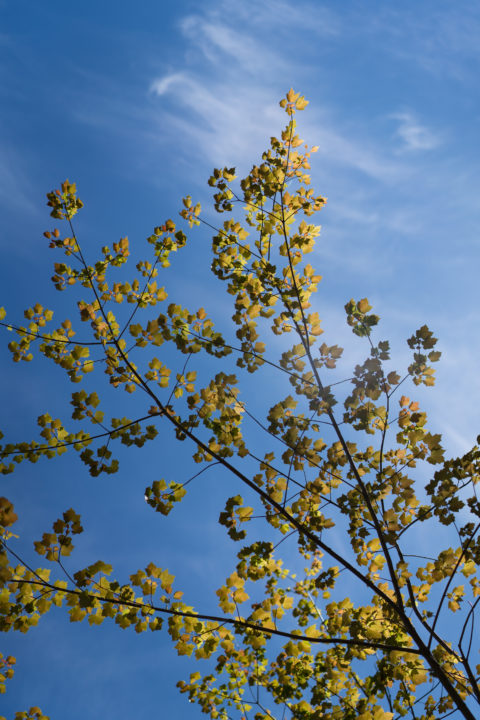 Leaves And Sky
