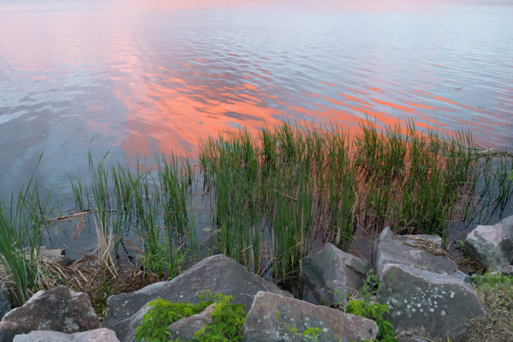 Reeds On Fire