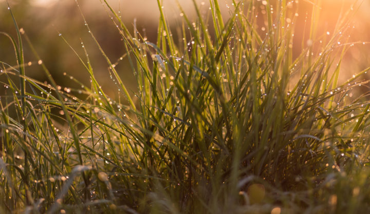 Morning Dew On Grass