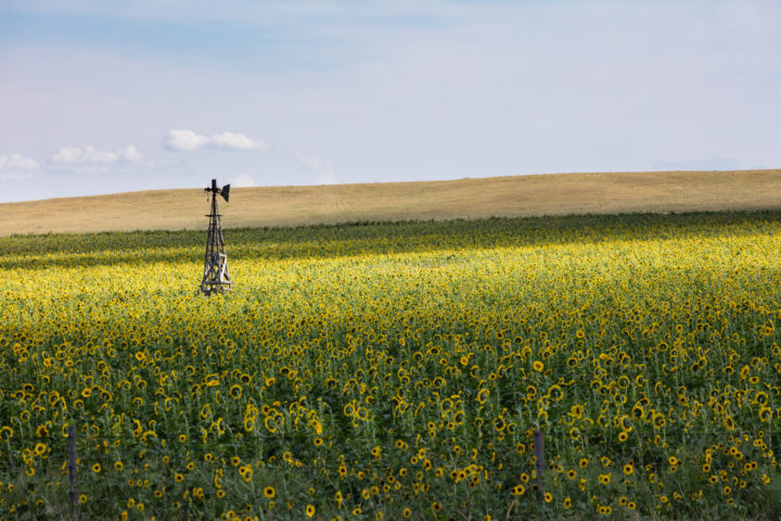 Broken Windmill In Sunflower Field