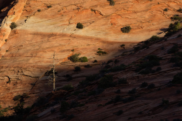 Dead Tree On Zion Slope