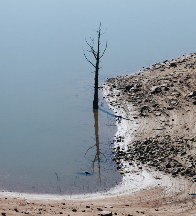 Lone Dead Tree In Water