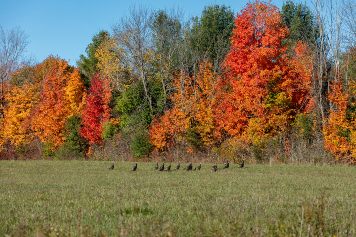 Wild Turkeys And Fall Color