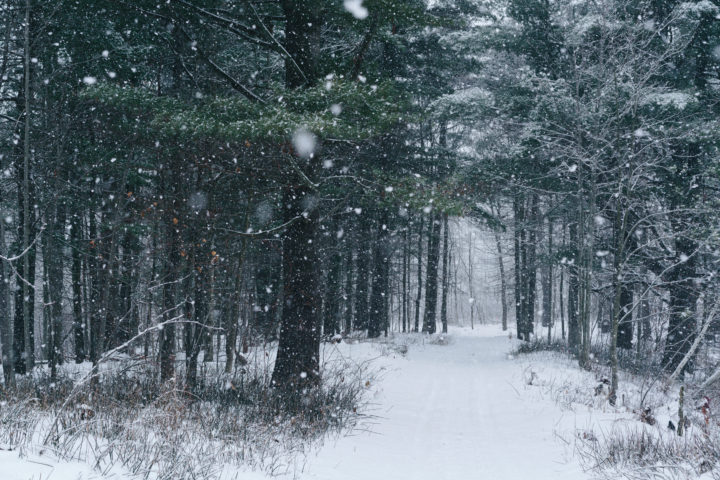 Snowing In The Forest