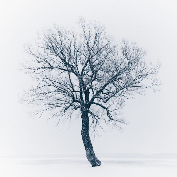 Tree At Brown’s Bay Park