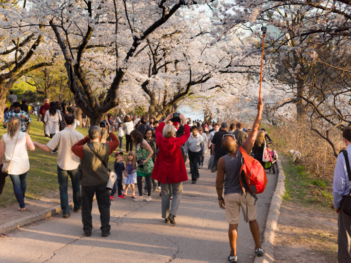 Cherry Blossoms At High Park