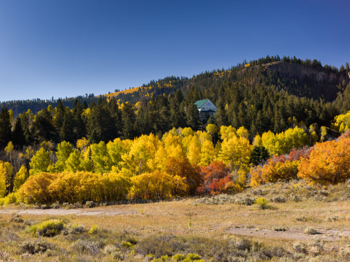 Fall Colour And House Amongst The Trees