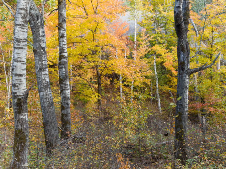 Amongst The Trees 2