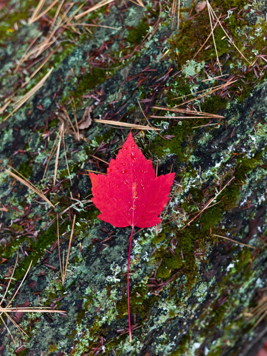 Red Maple Leaf On Bark