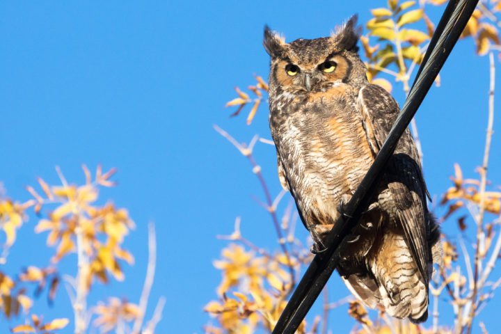 Great Horned Owl On A Wire