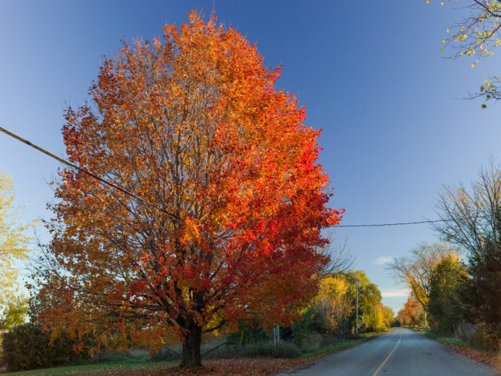 Fall Colour On Lake Street