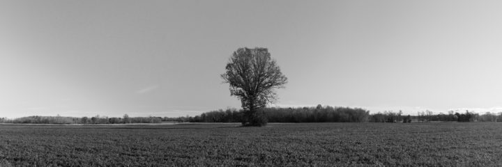 Tree In A Field